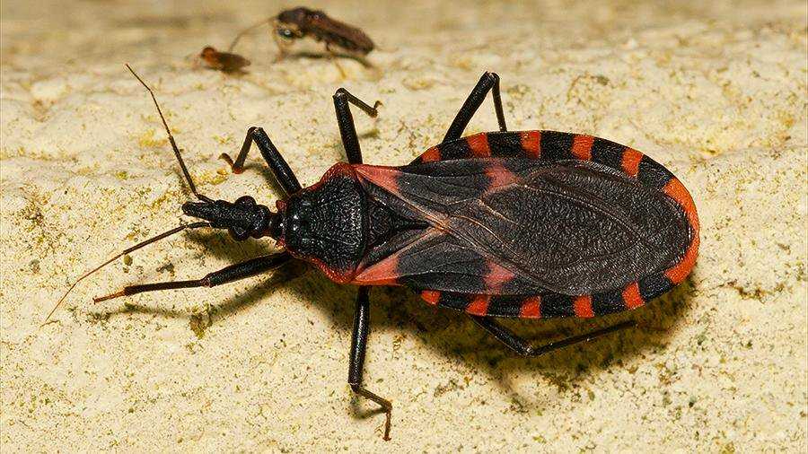 Топ-10 самых опасных насекомых в мире с фото