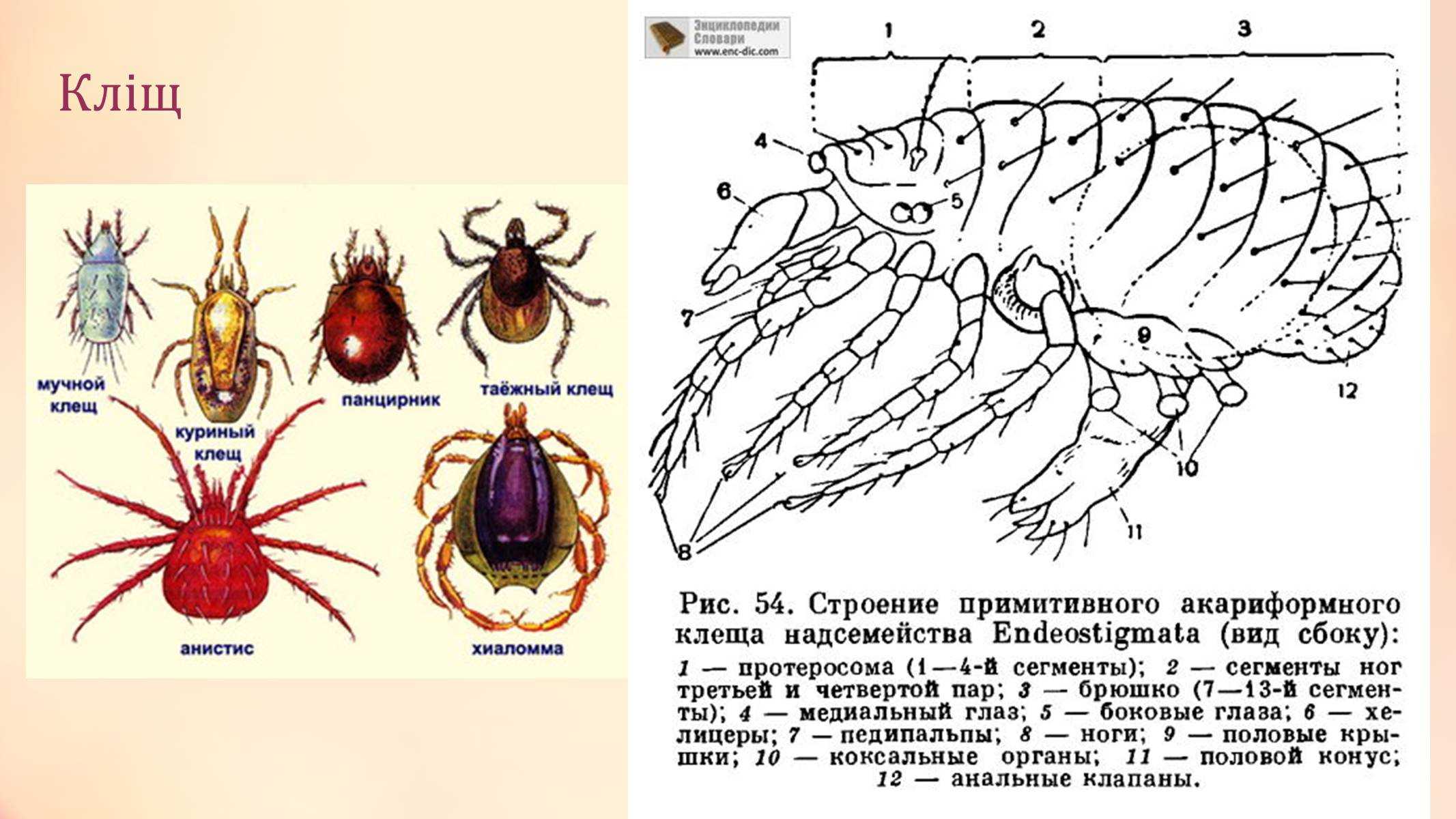 Собачий клещ строение рисунок