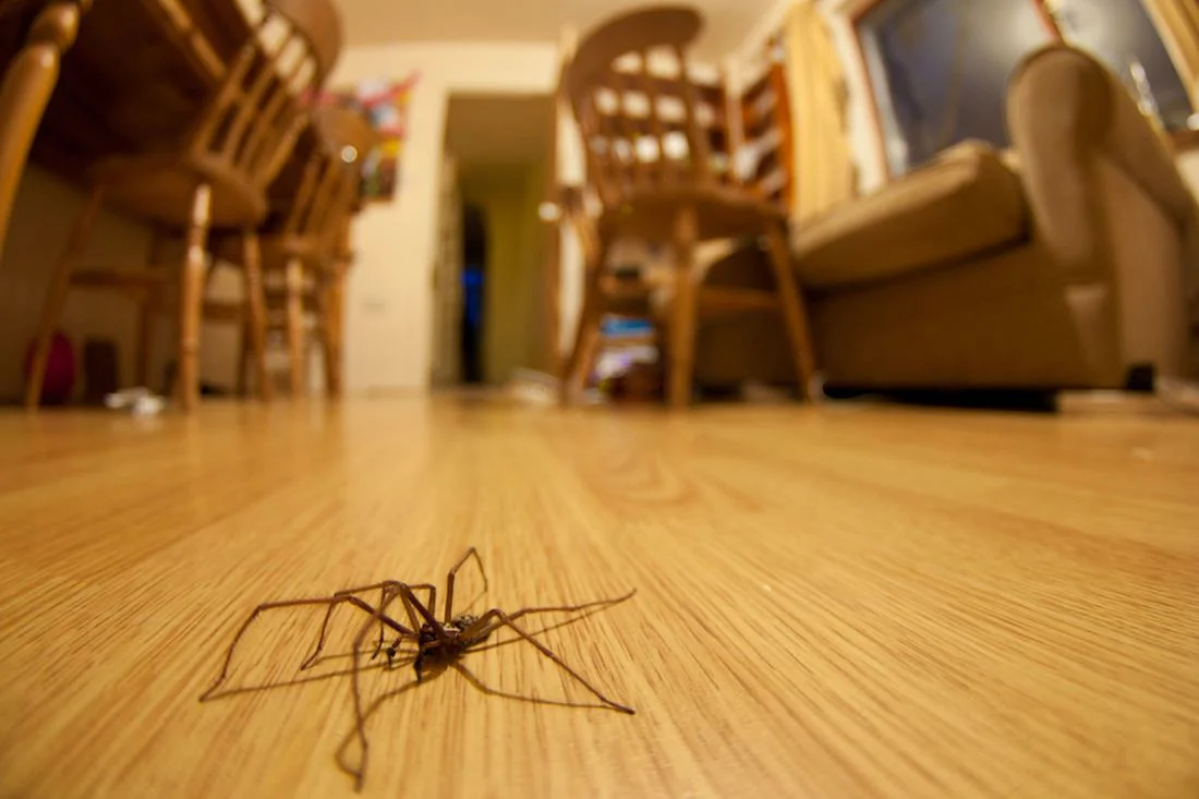 Домашний паук или домовой (комнатный) — какие живут в квартирах, разновидности. виды домашних пауков, описание