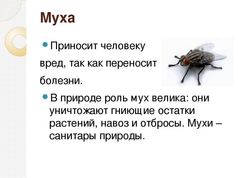 Притча про мух