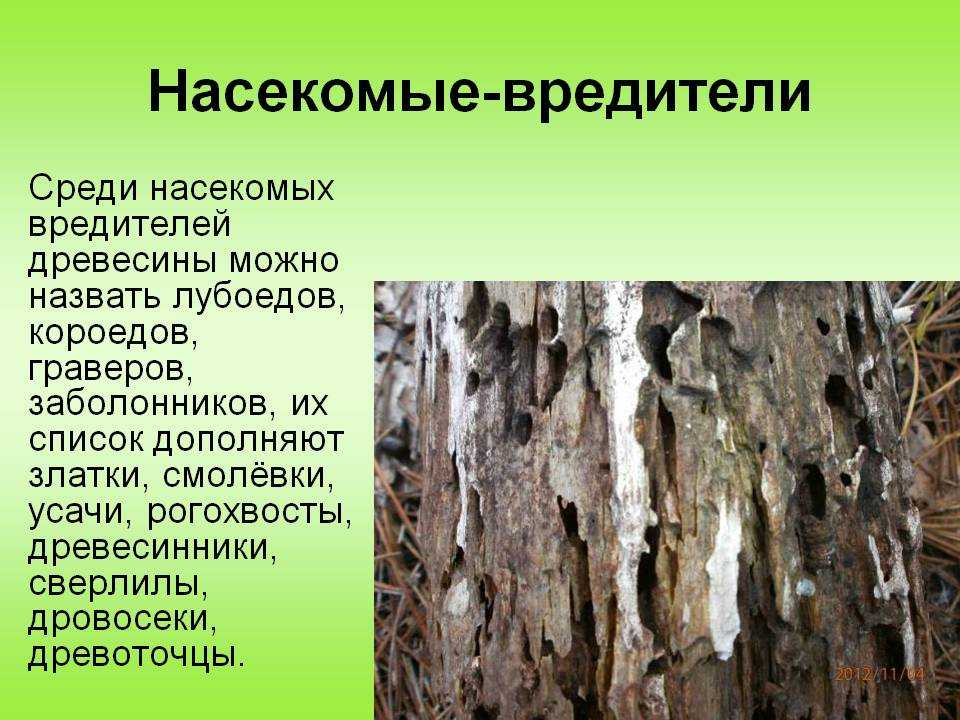 Вред деревьям. Насекомые вредители леса. Насекомые вредители ЛЕСАЛЕСА. Древесные вредители леса. Вредители леса презентация.