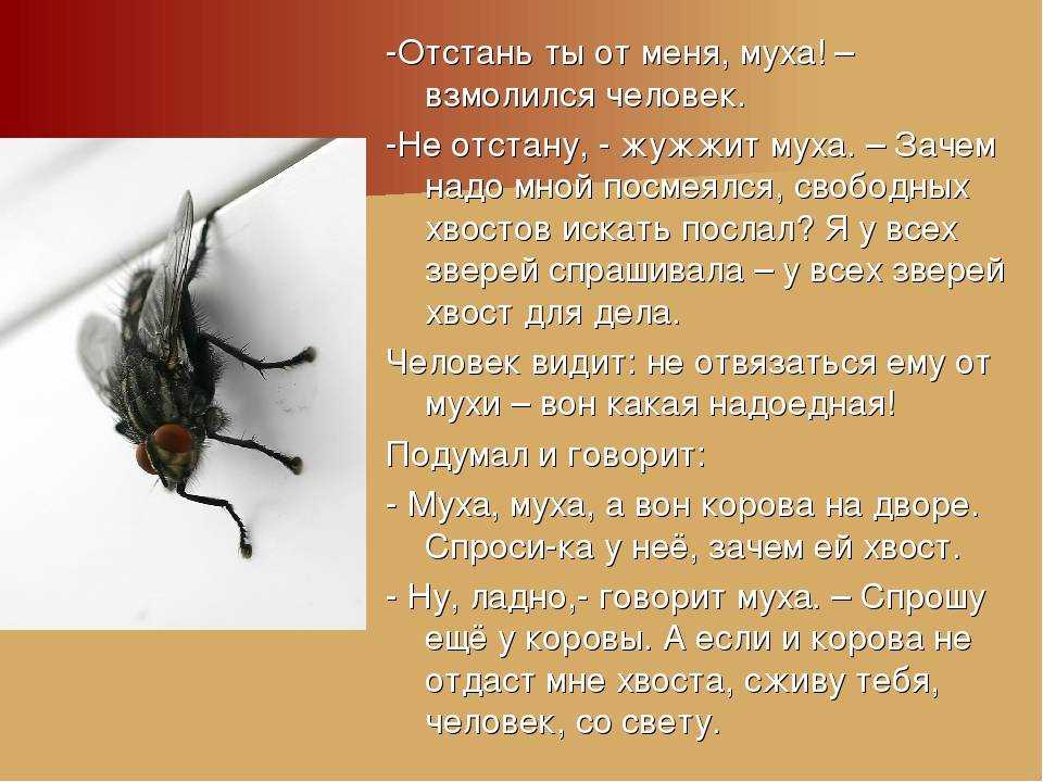 Мухи комары целый день жужжат. Зачем нужны мухи. Зачем нужны мухи в природе. Жужжание мухи. Почему мухи жужжат.