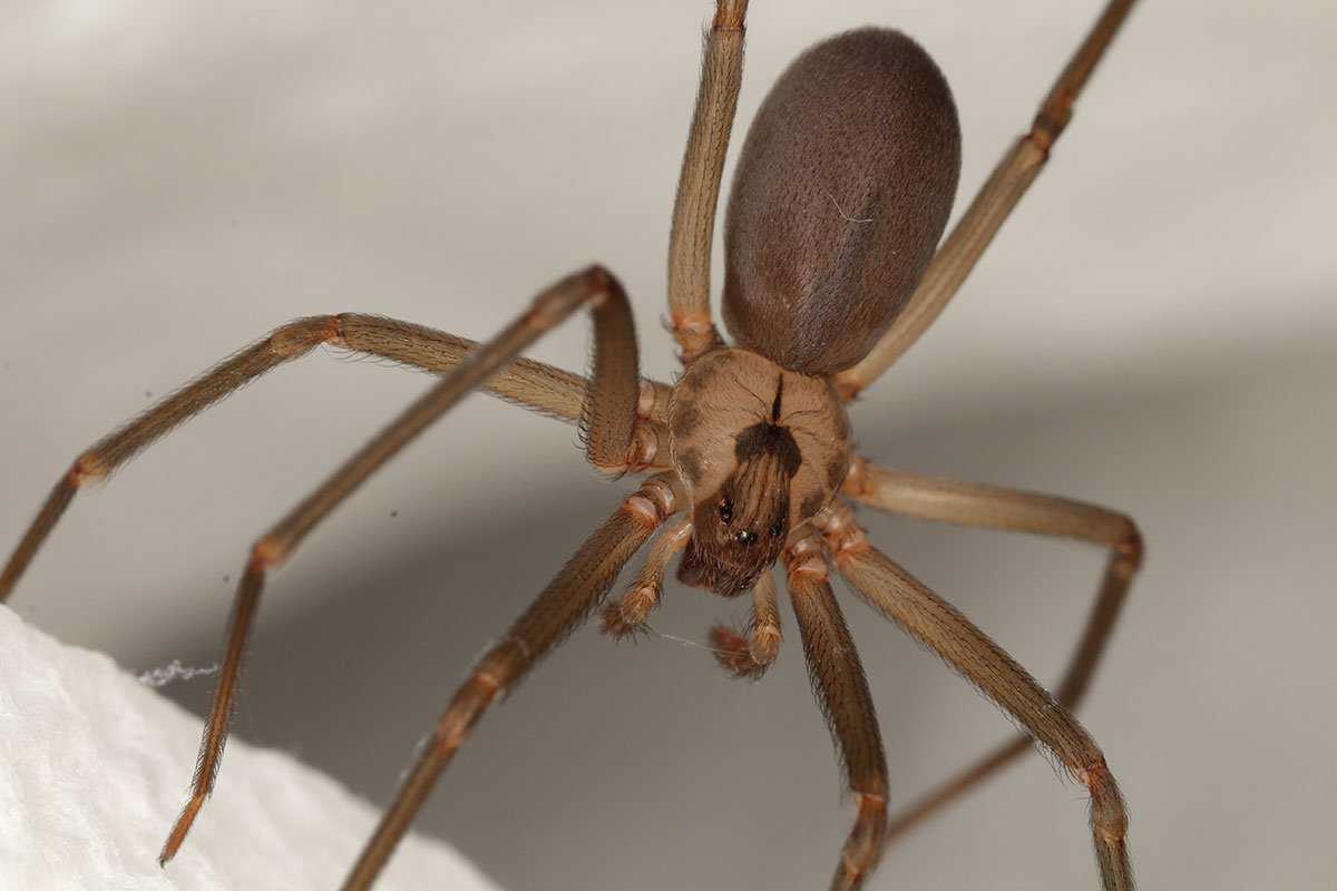 Коричневый паук-отшельник: где встречается, чем опасен укус, меры предосторожности