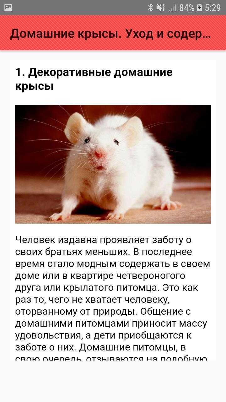 Гигантские крысы: факт или вымысел? как избавиться от крыс