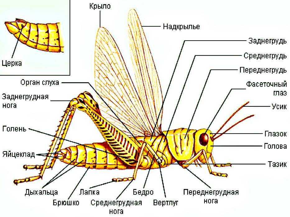 Схема части тела насекомых