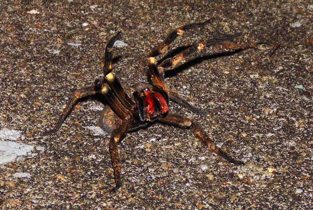 Пауки атакуют. Паук ядовитый манацентра. Большой Странствующий паук. Бразильский Странствующий паук чёрный. Самый ядовитый паук в мире.