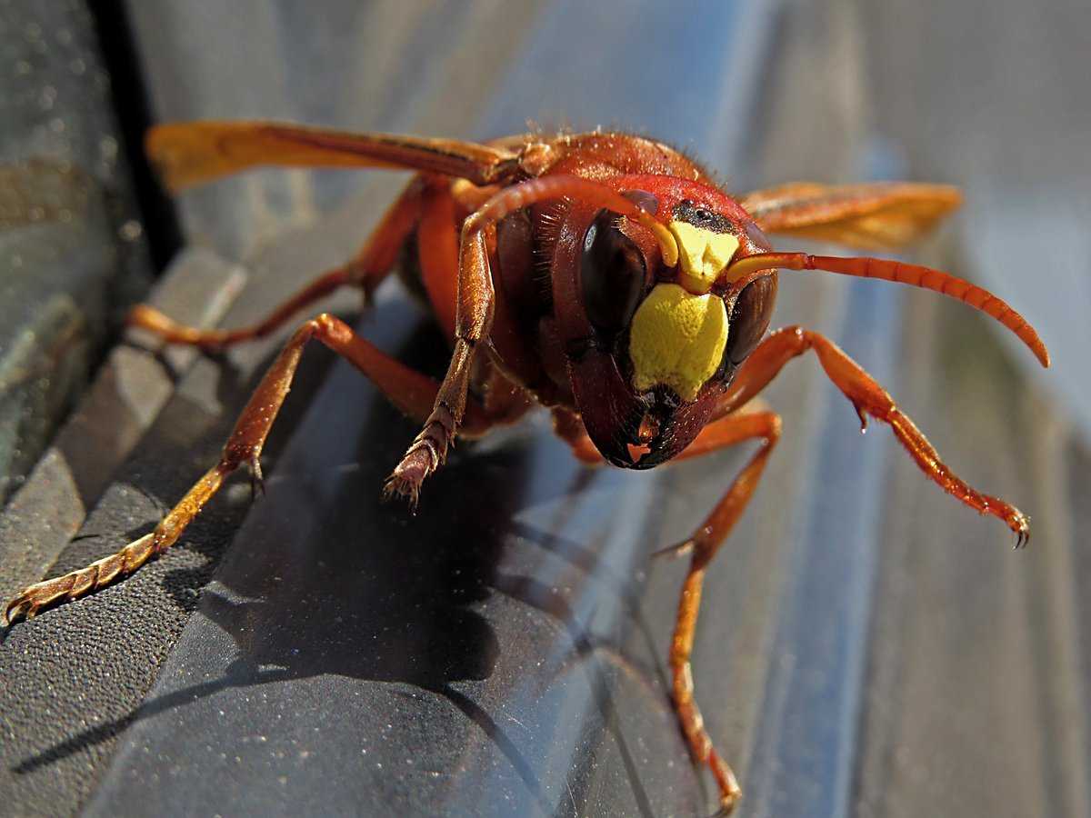 Самые опасные и ядовитые насекомые планеты