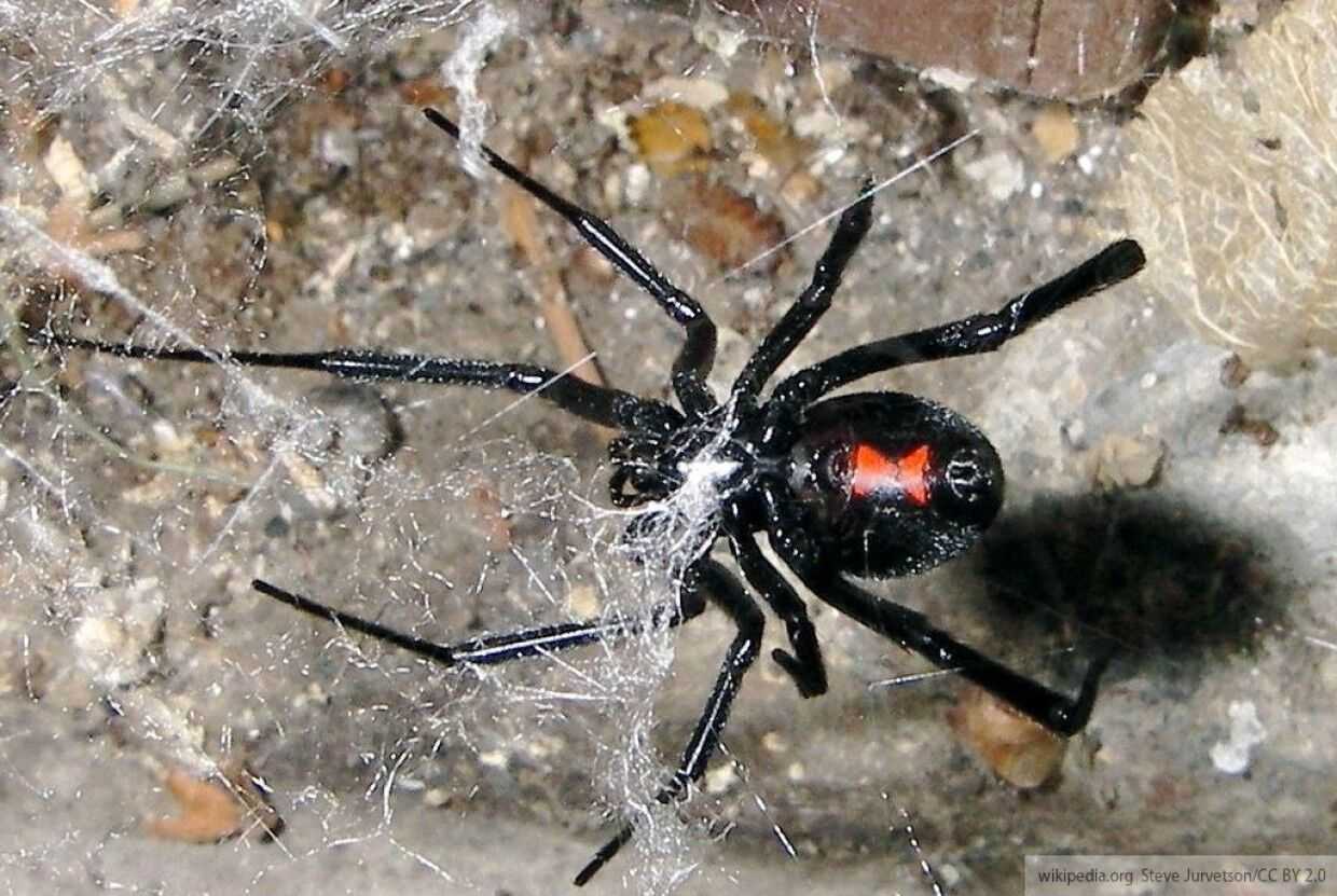 фотографии самых ядовитых пауков