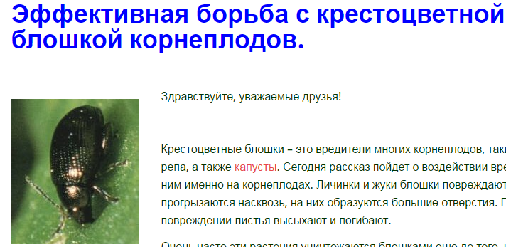 Чем обработать капусту от блошки: эффективные меры борьбы, видео и фото
