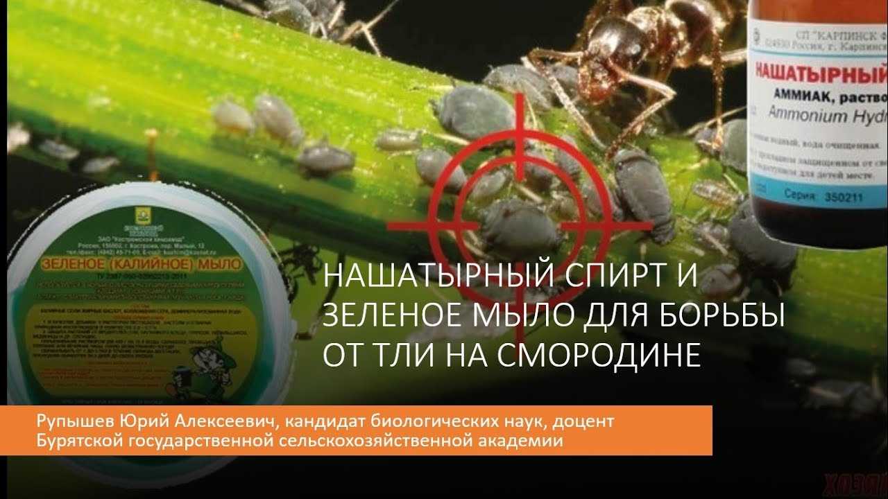 Галловая тля на красной смородине — как бороться и чем обработать