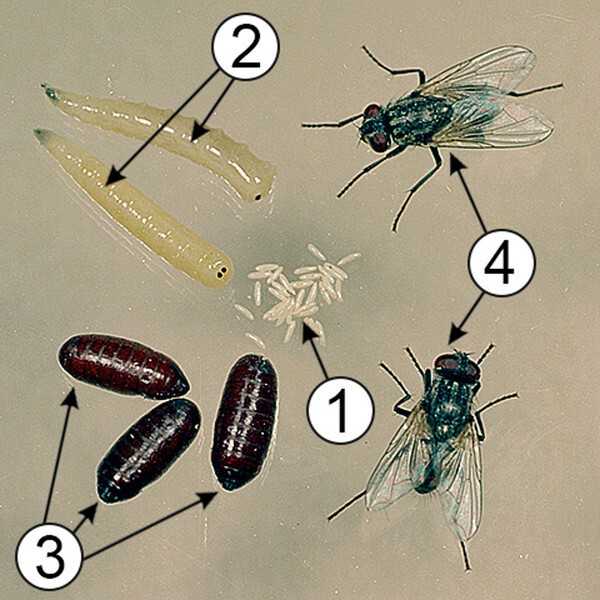Стадии развития мухи в картинках