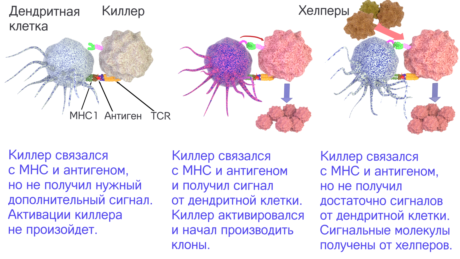 Макрофаги антитела. Дендритные клетки схема. Клетки t киллеры. Т хелперы супрессоры киллеры. Т лимфоциты т киллеры т хелперы.