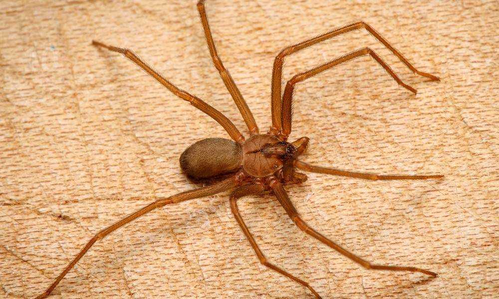Коричневый паук отшельник: фото, где встречается, последствия укуса
