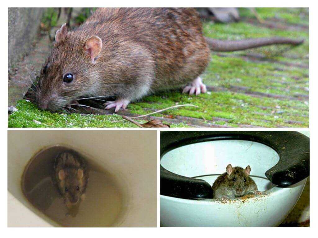 Крыса в канализации, что делать?