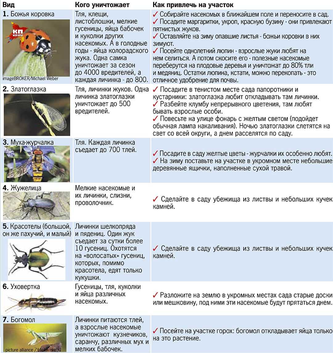Крыжовниковая огневка: фото, меры борьбы и профилактики