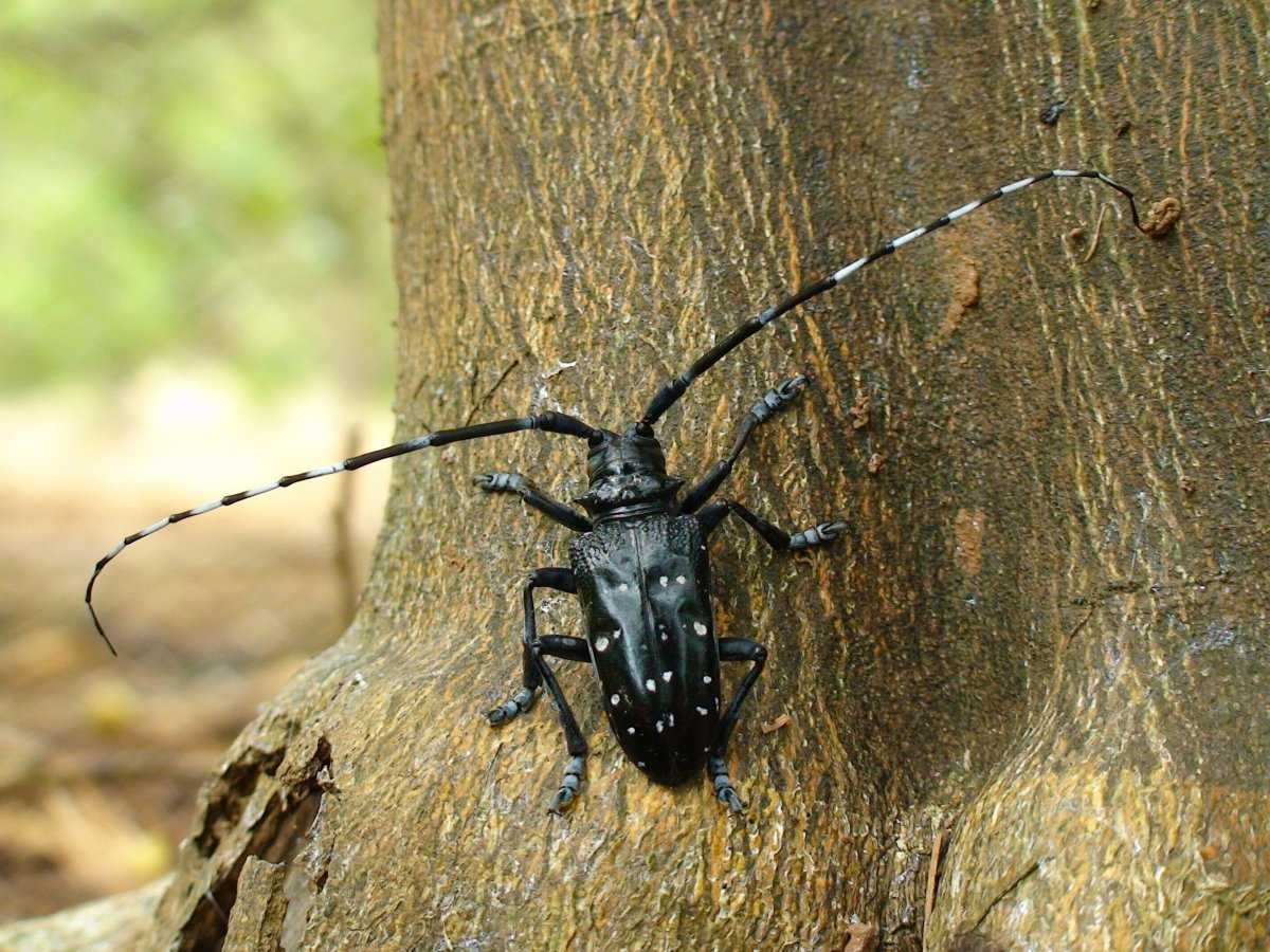 Еловый усач и другие виды жуков: описание и как с ними бороться