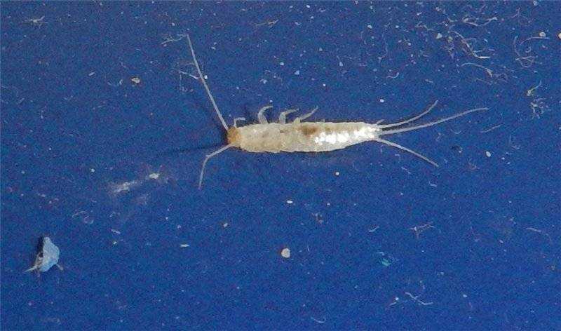 Белые жучки в ванной: что за насекомое и как его вывести?