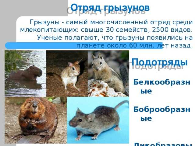 Крысы и мыши - чем они отличается