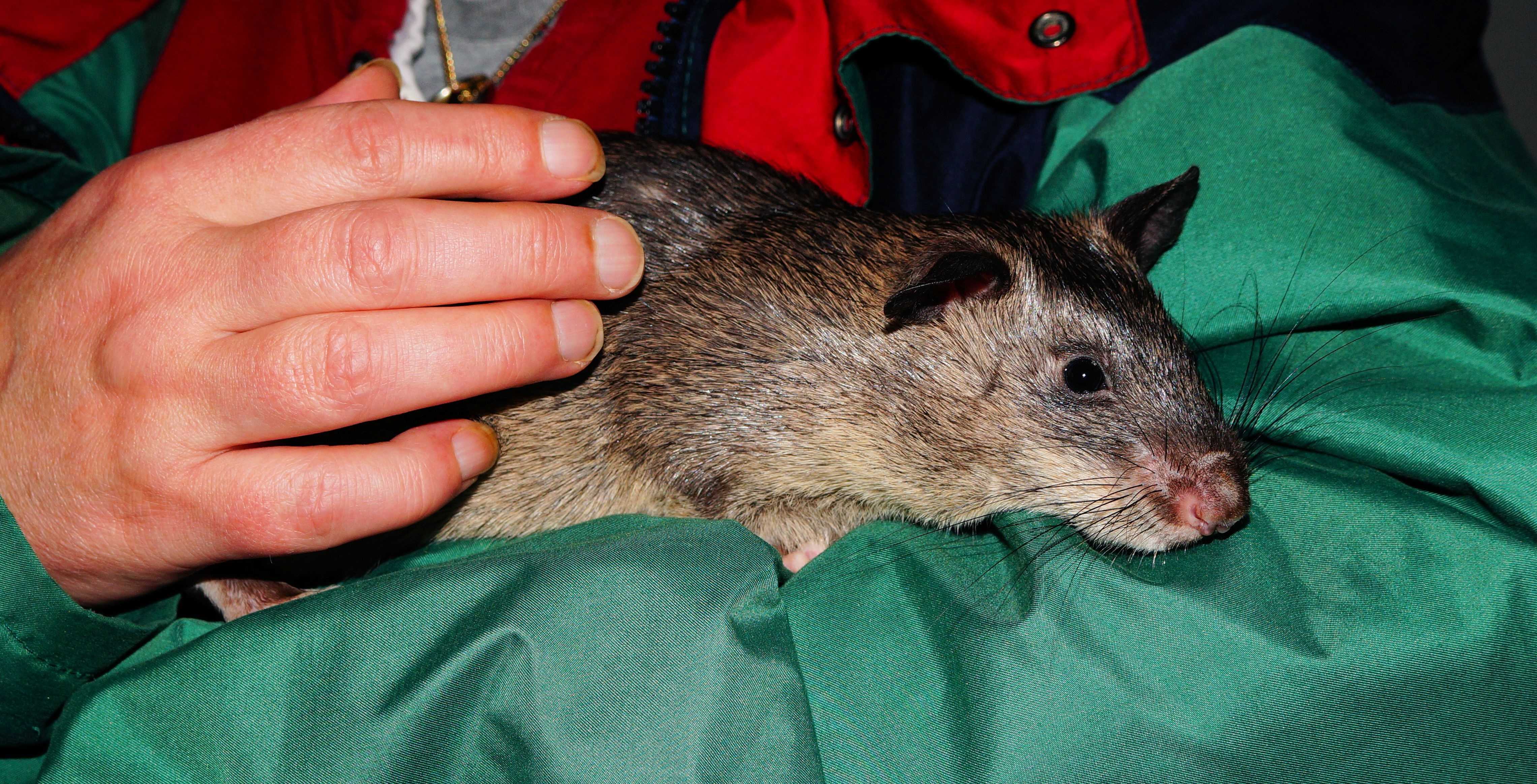 Гамбийская хомяковая (сумчатая) крыса: описание и aреал обитания
