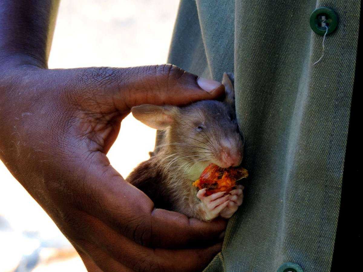 Гигантская гамбийская крыса, или крыса гамби