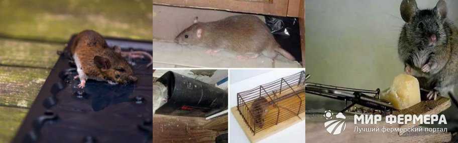 Мышиный и крысиный помет