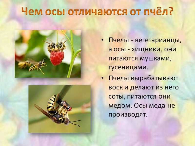 Какие отношения складываются между вишней и пчелой. Пчела и Оса. Разница ОС И пчел. Сходство пчел и ОС. Пчела и Оса отличия.
