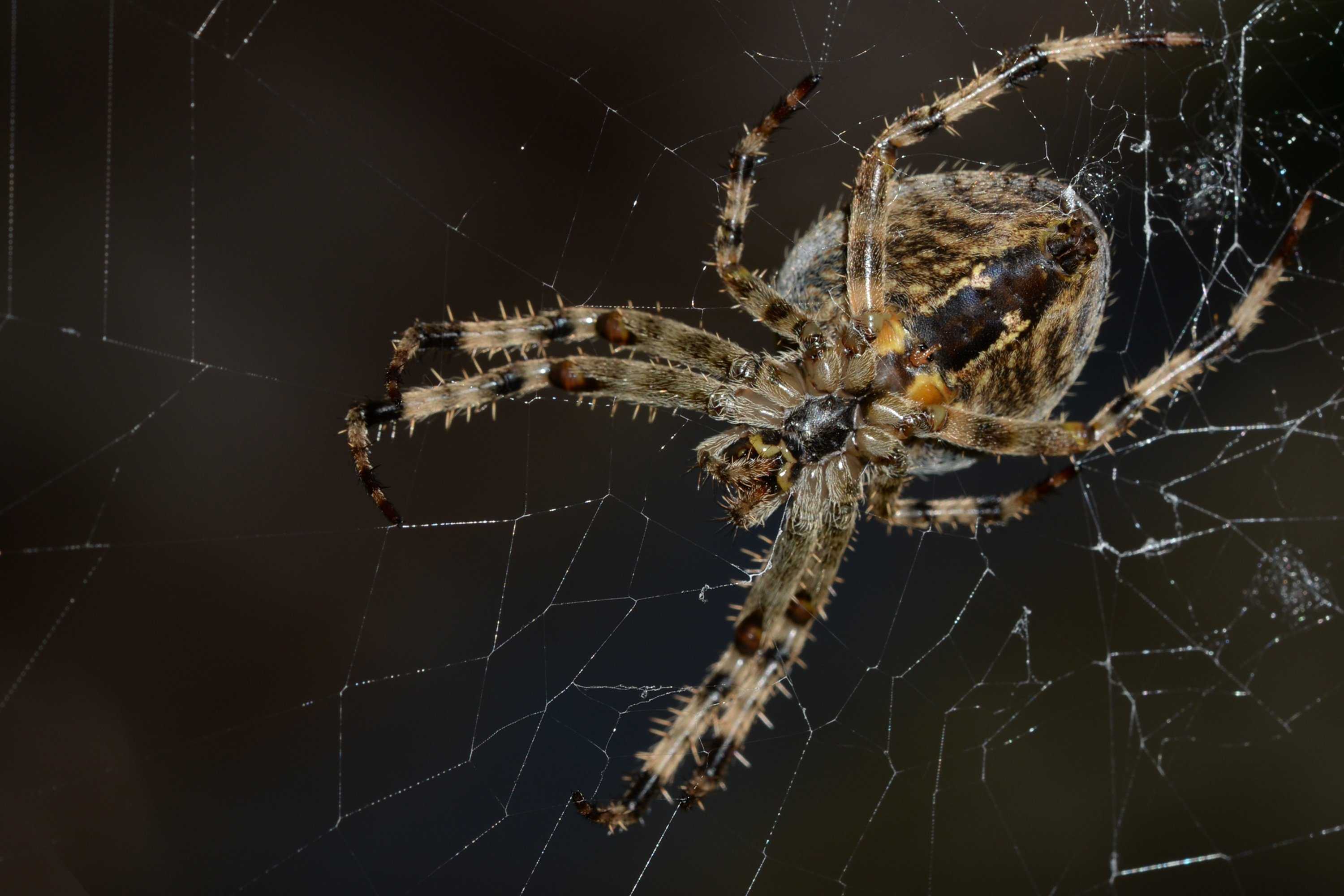 Ядовитые пауки появились в москве и области в июне 2021 года, откуда они взялись и как с ними бороться