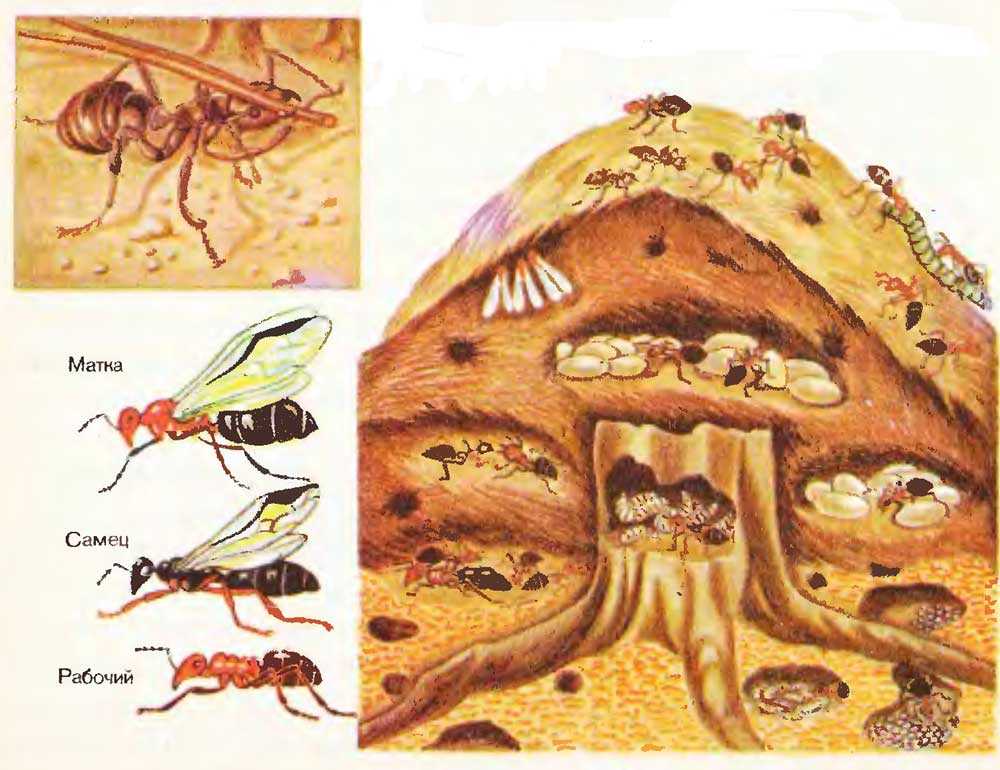 Особенности жизни муравьев. причины их распространения в домах и на огородах