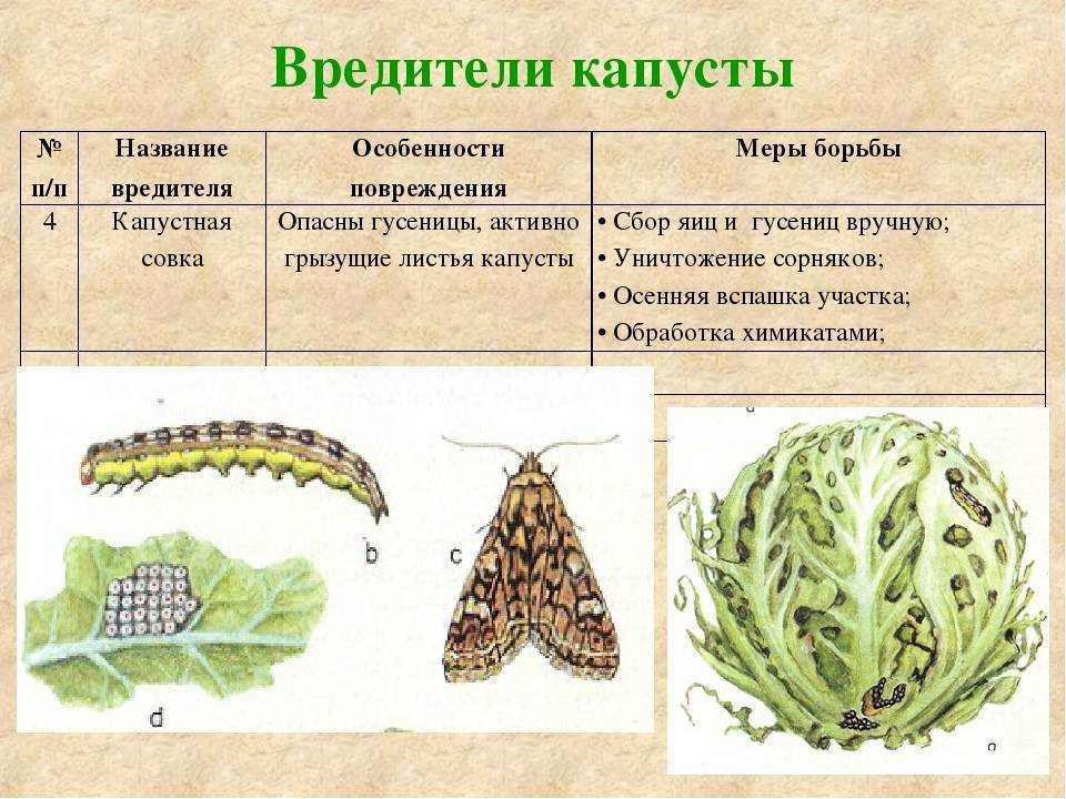 Капустная моль, а также ее характерные черты Способы определения присутствия моли на грядке Особенности борьбы с капустной молью: все виды вариантов