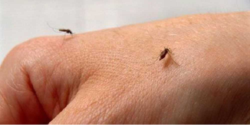 Кусают ли домашние тараканы людей и как может выглядеть укус