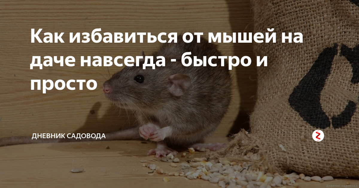 Как избавиться от мышей в квартире | мыши в частном доме