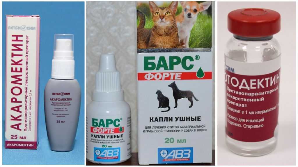 Ушной клещ у кошек: что за болезнь и чем лечить