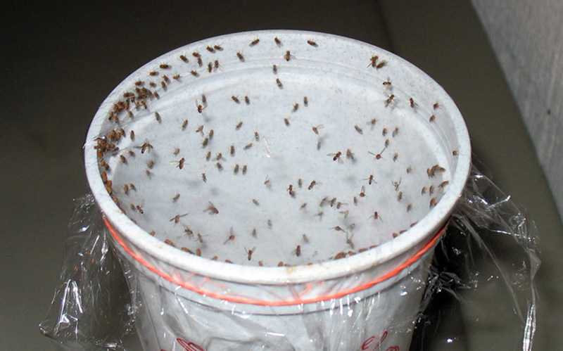 Как сделать ловушку для насекомых дома. боремся с незваными гостями: ловушки для ос, мух и комаров