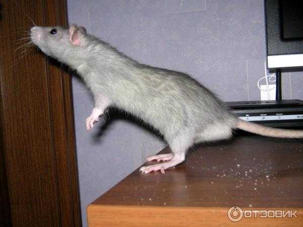 Сколько живут домашние крысы разных пород? | mnogoli.ru