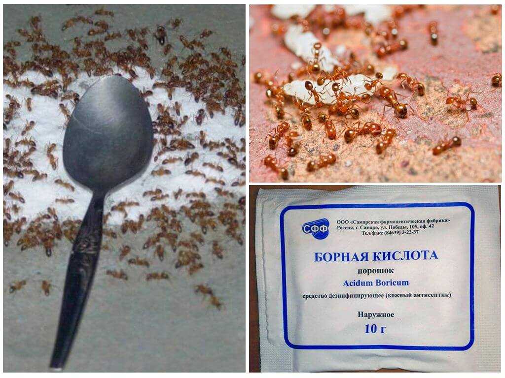 Отрава от муравьев с борной кислотой и банановой кожурой рецепт с фото