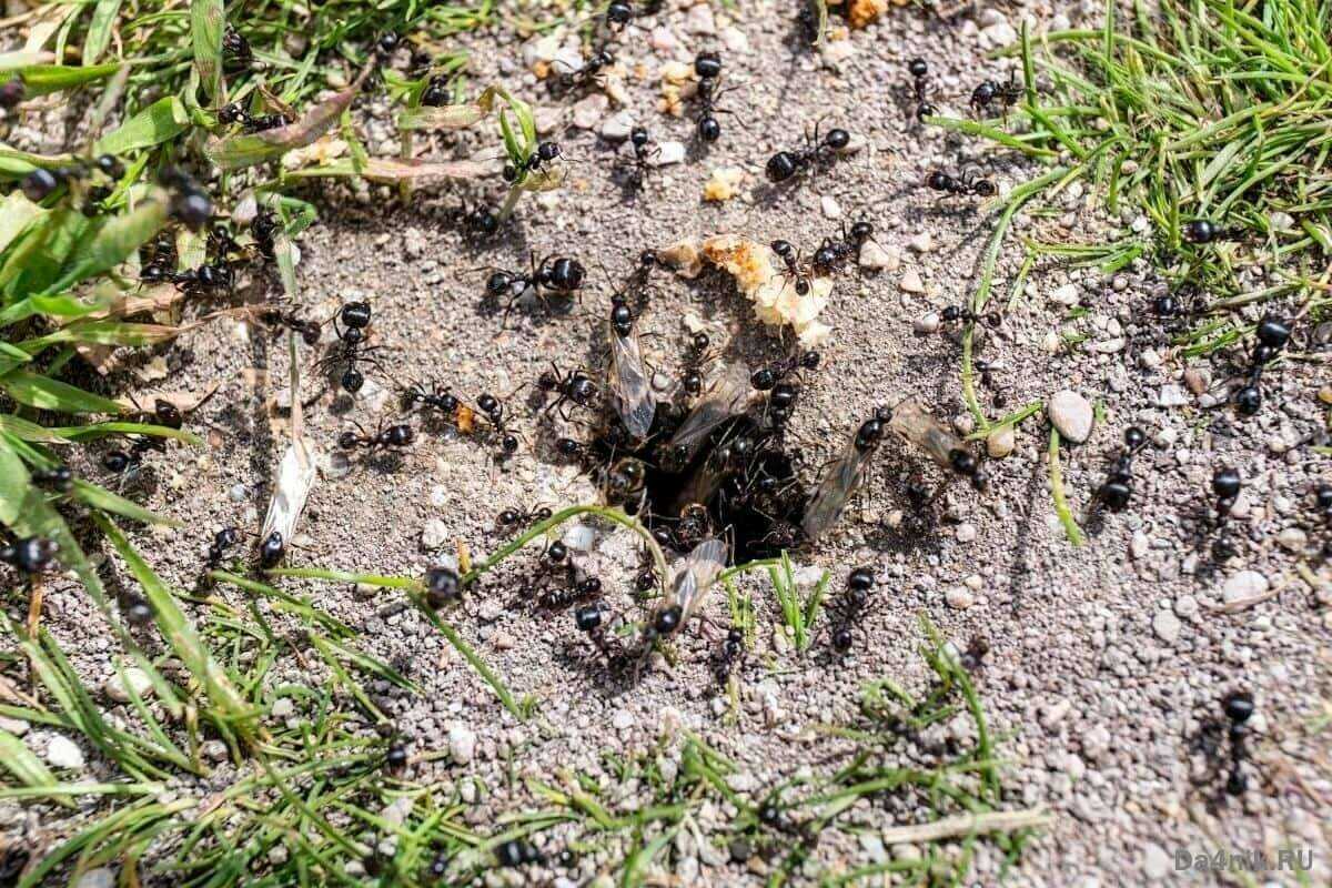 Как избавиться от муравьев на участке: химические и народные средства - популярные и эффективные - etocvetochki.com