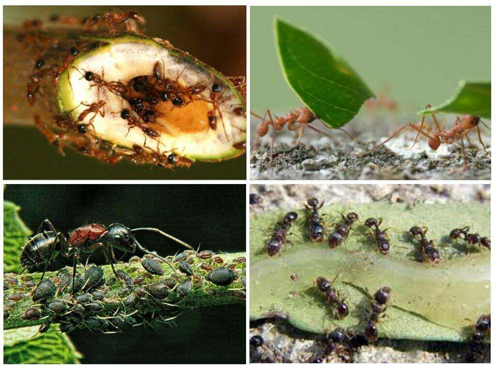 Как бороться с муравьями на смородине народными и другими средствами