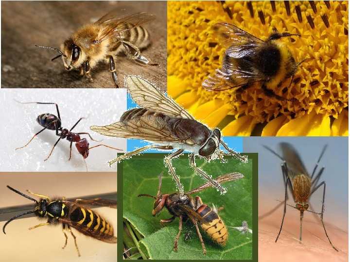 Защита от насекомых обж. Защита от жалящих насекомых. Жалящие насекомые и кровососущих насекомых.