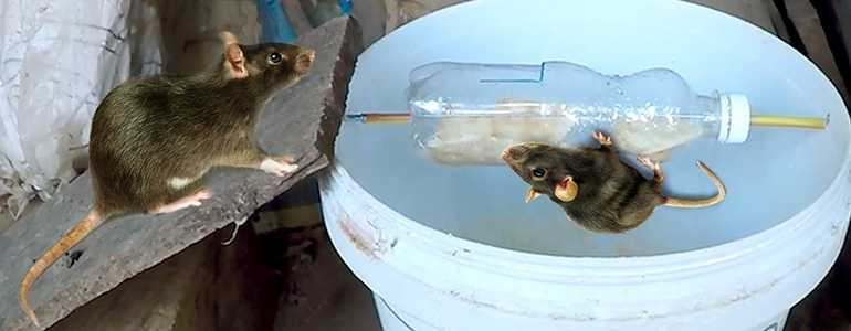 Мыши в погребе грызут картошку: как избавиться от них и других вредителей, как сохранить клубни в целости от крыс, которые их жрут в подполье