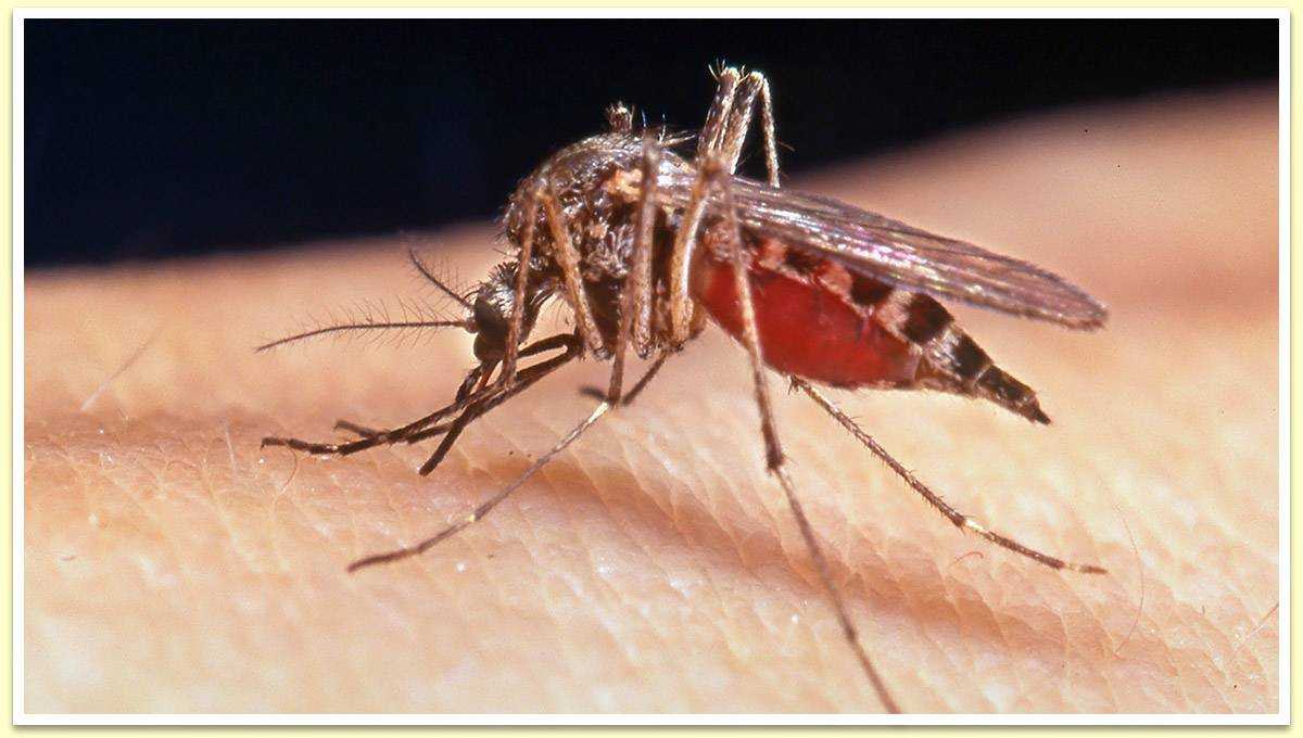 Малярийный комар: как он выглядит и чем опасен для человека?
