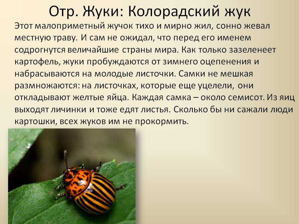 Колорадский жук - вредитель распространившийся в xx веке (97 фото)