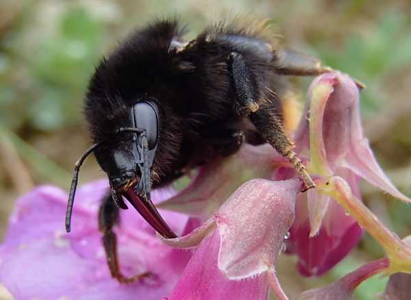 Шмель малый каменный Bombus ruderarius derhamellus