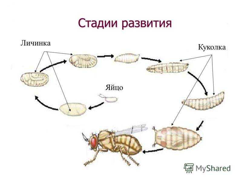 Стадии развития мухи в картинках