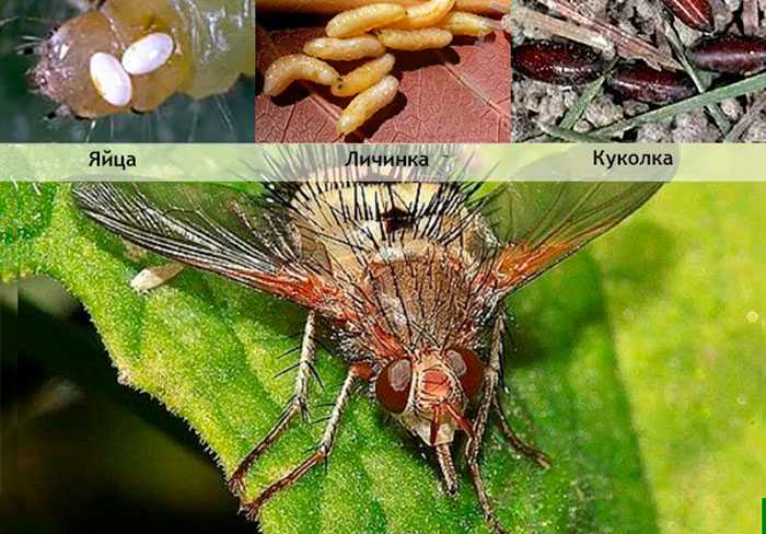 Насекомые жуки: виды жуков, чем питаются, где обитают