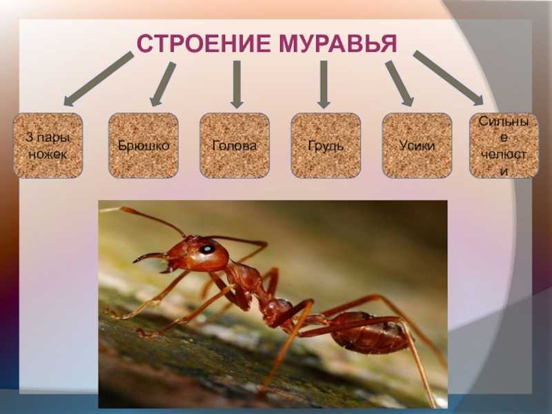 Научные факты о муравьях, которые вас потрясут » notagram.ru