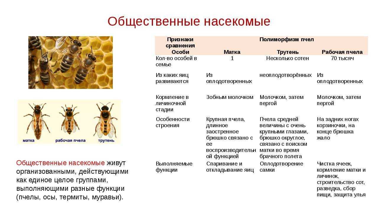 Общественные насекомые пчелы и муравьи. Общественные насекомые пчёлы строение рабочей пчелы. Состав пчелиной семьи схема. Презентация по биологии общественные насекомые пчелы и муравьи.