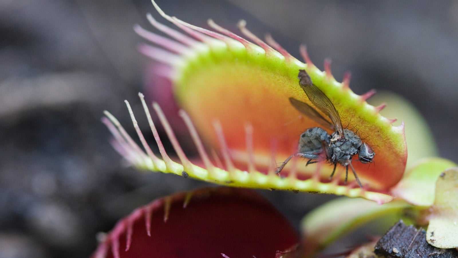 Личинка стрекозы и краткая характеристика отряда