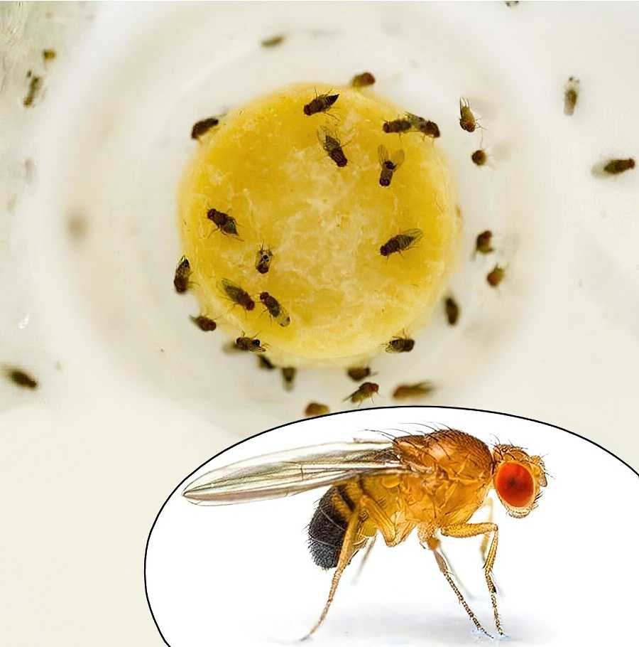 Как избавиться от мух в доме своими силами?