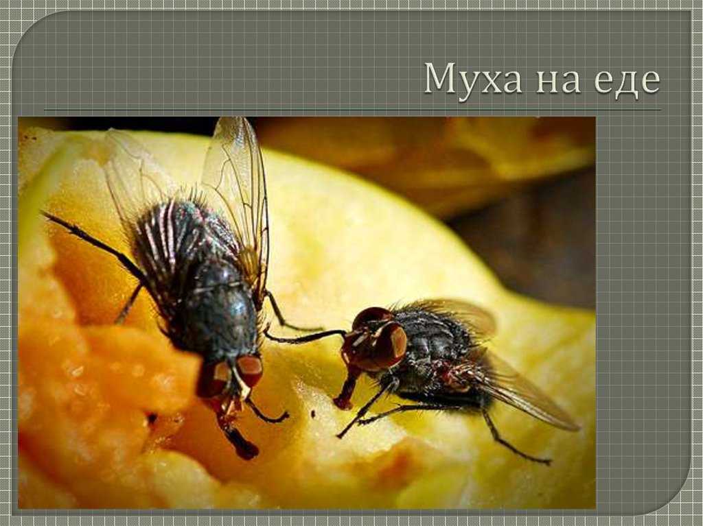 Чем питаются мухи. что едят мухи? разнообразные лакомства для двукрылых что едят полосатые мухи