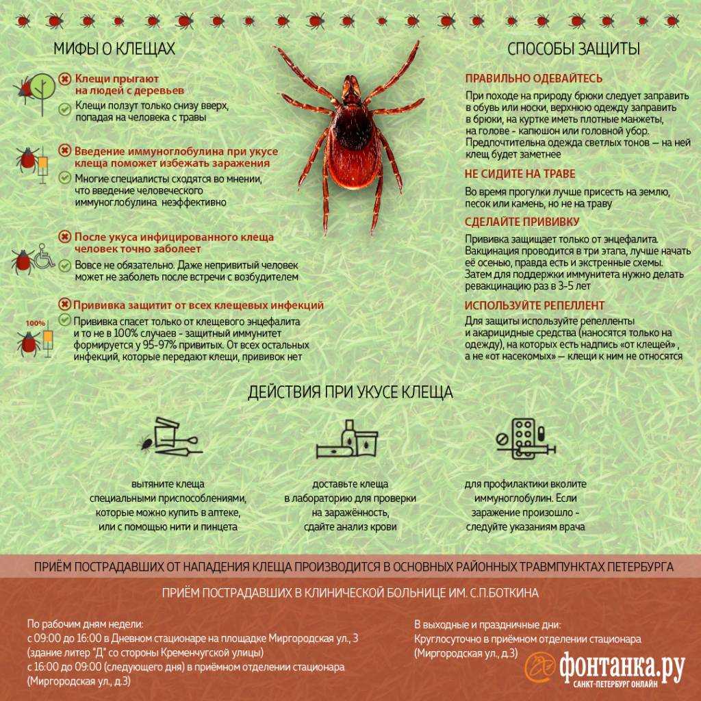 Укусы насекомых: как распознать и защититься